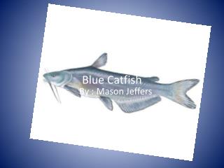 Blue Catfish