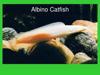 Albino Catfish