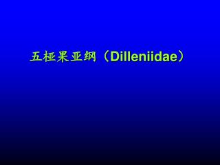 五桠果亚纲（ Dilleniidae ）