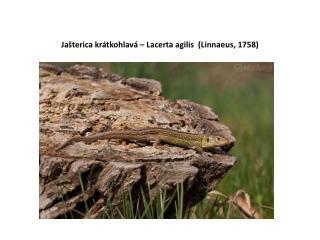 Jašterica krátkohlavá – Lacerta agilis (Linnaeus, 1758)