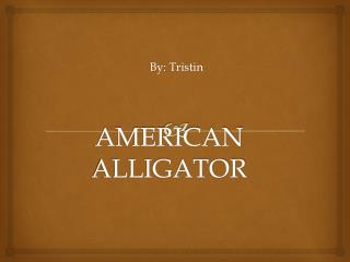 AMERICAN ALLIGATOR