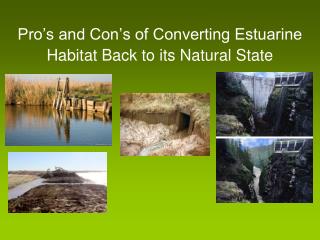 Pro’s and Con’s of Converting Estuarine Habitat Back to its Natural State