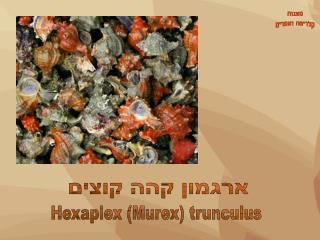 Hexaplex (Murex) trunculus