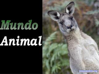 Mundo Animal