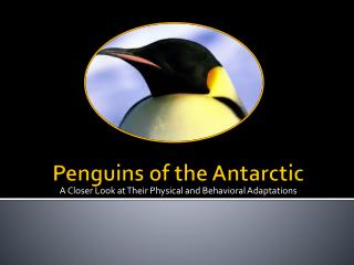 Penguins of the Antarctic