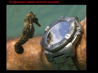 Un hippocampe inspecte une montre de plongée