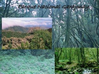 Parque Nacional Garajonay