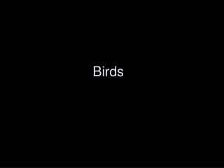 Birds