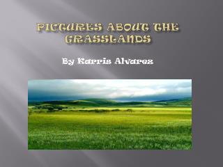 Pictures About The Grasslands