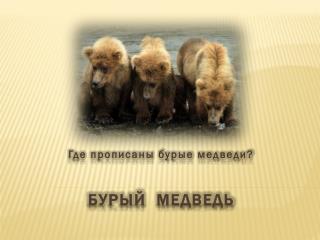 Бурый медведь