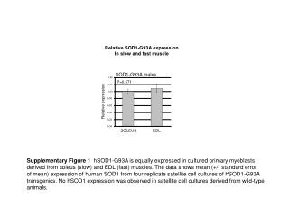 Relative SOD1-G93A expression In slow and fast muscle