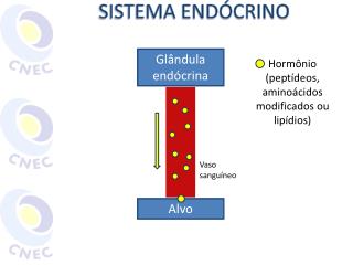 SISTEMA ENDÓCRINO