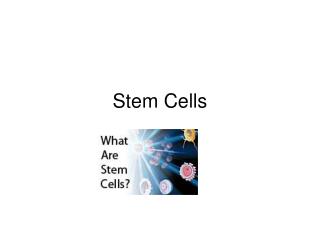 Stem Cells