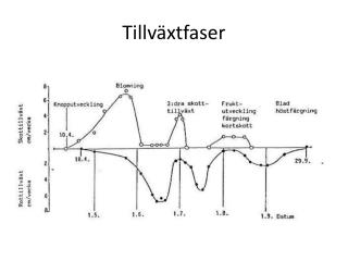 Tillväxtfaser