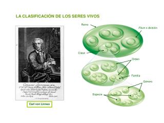 LA CLASIFICACIÓN DE LOS SERES VIVOS