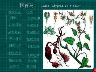 何首乌 Radix Polygoni Multiflori