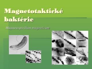 Magnetotaktické baktérie
