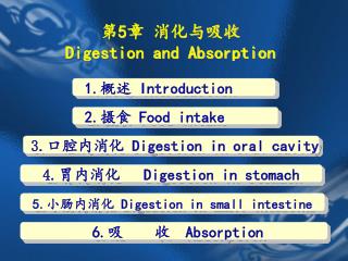 第 5 章 消化与吸收 Digestion and Absorption