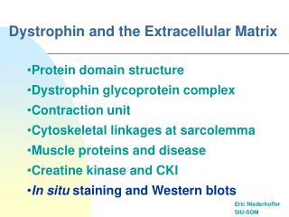 Dystrophin and the Extracellular Matrix