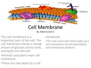 Cell Membrane By: Arden B, Zach C