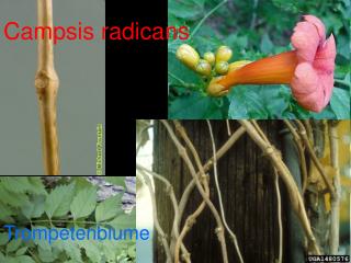 Campsis radicans