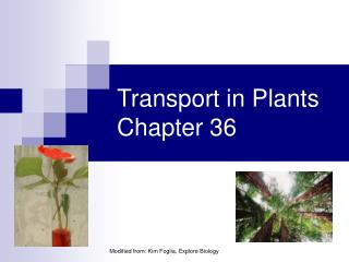 Transport in Plants Chapter 36