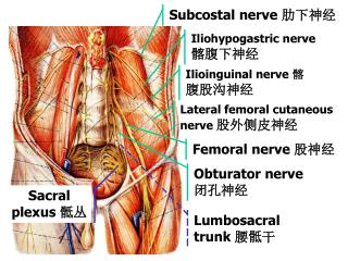 Subcostal nerve 肋下神经