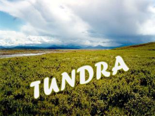 TUNDRA