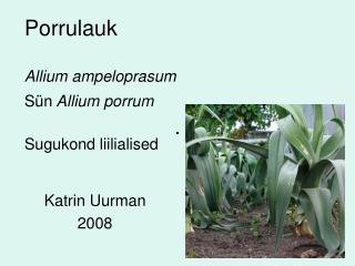 Porrulauk Allium ampeloprasum Sün Allium porrum Sugukond liilialised