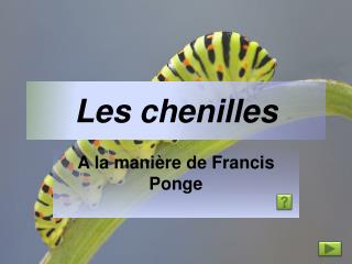 Les chenilles