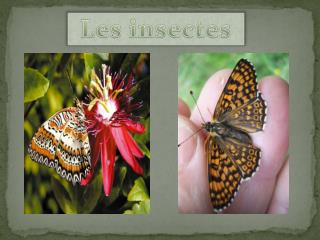 Les insectes