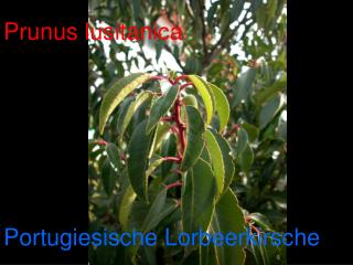Prunus lusitanica
