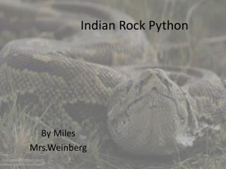 Indian Rock Python