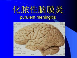 化脓性脑膜炎 purulent meningitis