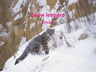 Snow leopard