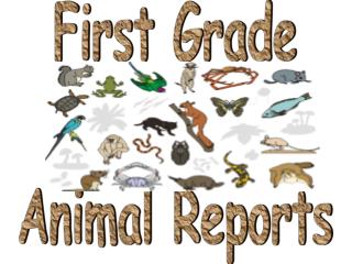 First Grade Animal Reports