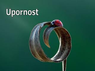 Upornost