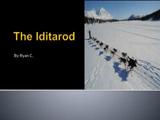 The Iditarod