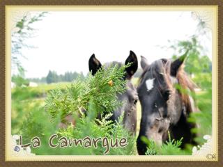 Camargue audio1.alain.chantelat