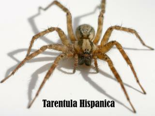 Tarentula Hispanica