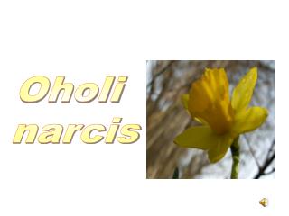 Oholi narcis