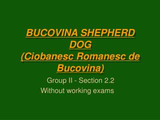 BUCOVINA SHEPHERD DOG (Ciobanesc Romanesc de Bucovina)