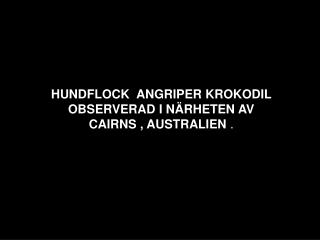 HUNDFLOCK ANGRIPER KROKODIL OBSERVERAD I NÄRHETEN AV CAIRNS , AUSTRALIEN .