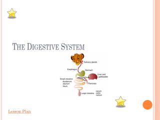 The Digestive Syste m