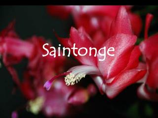 Saintonge