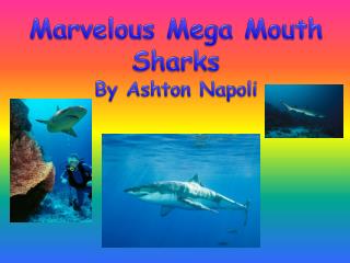 Marvelous Mega Mouth Sharks By Ashton Napoli