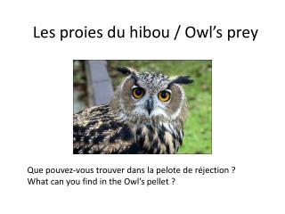 Les proies du hibou / Owl’s prey