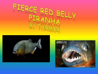 Fierce red belly Piranha By Thomas