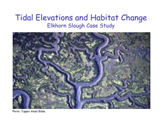 Tidal Elevations and Habitat Change Elkhorn Slough Case Study