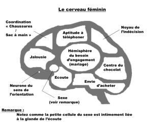 Le cerveau féminin